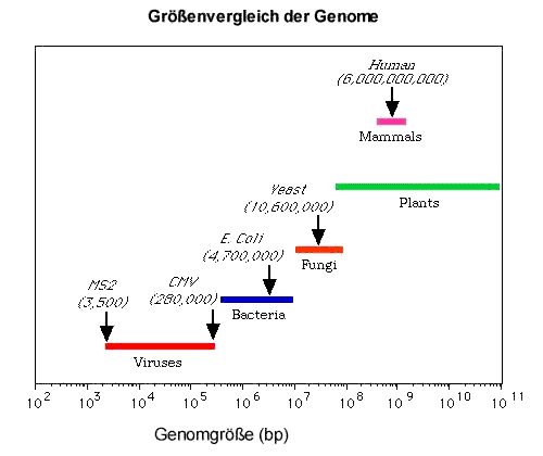 Größenvergleich verschiedener Genome